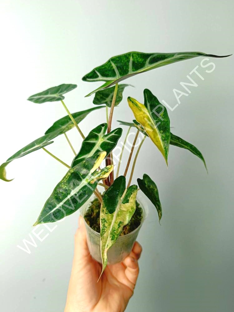 Alocasia bambino variegata aurea