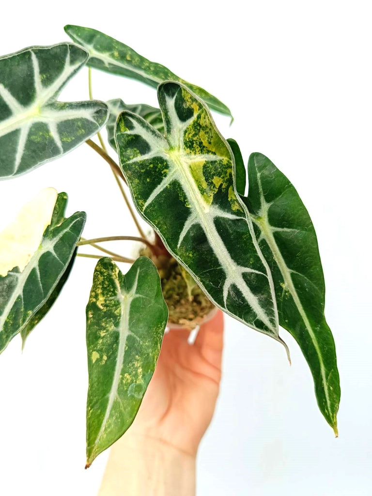 Alocasia bambino variegata aurea