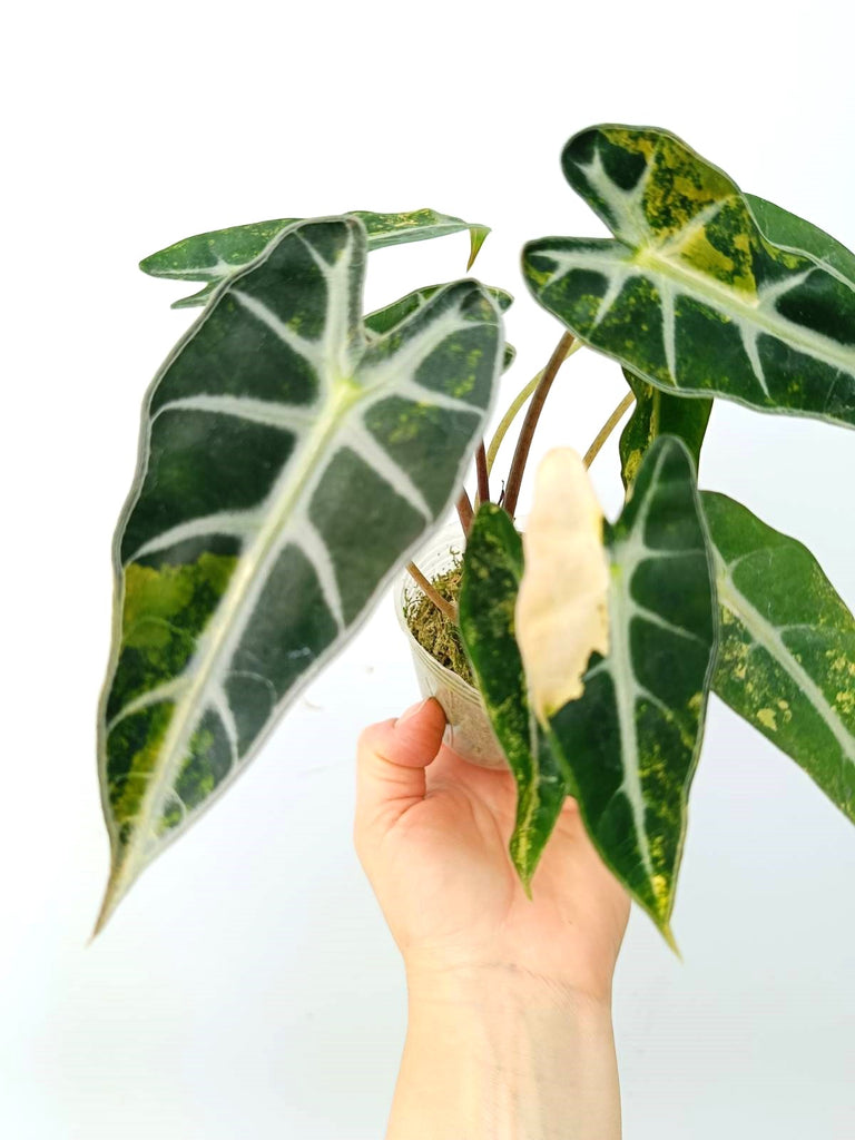 Alocasia bambino variegata aurea