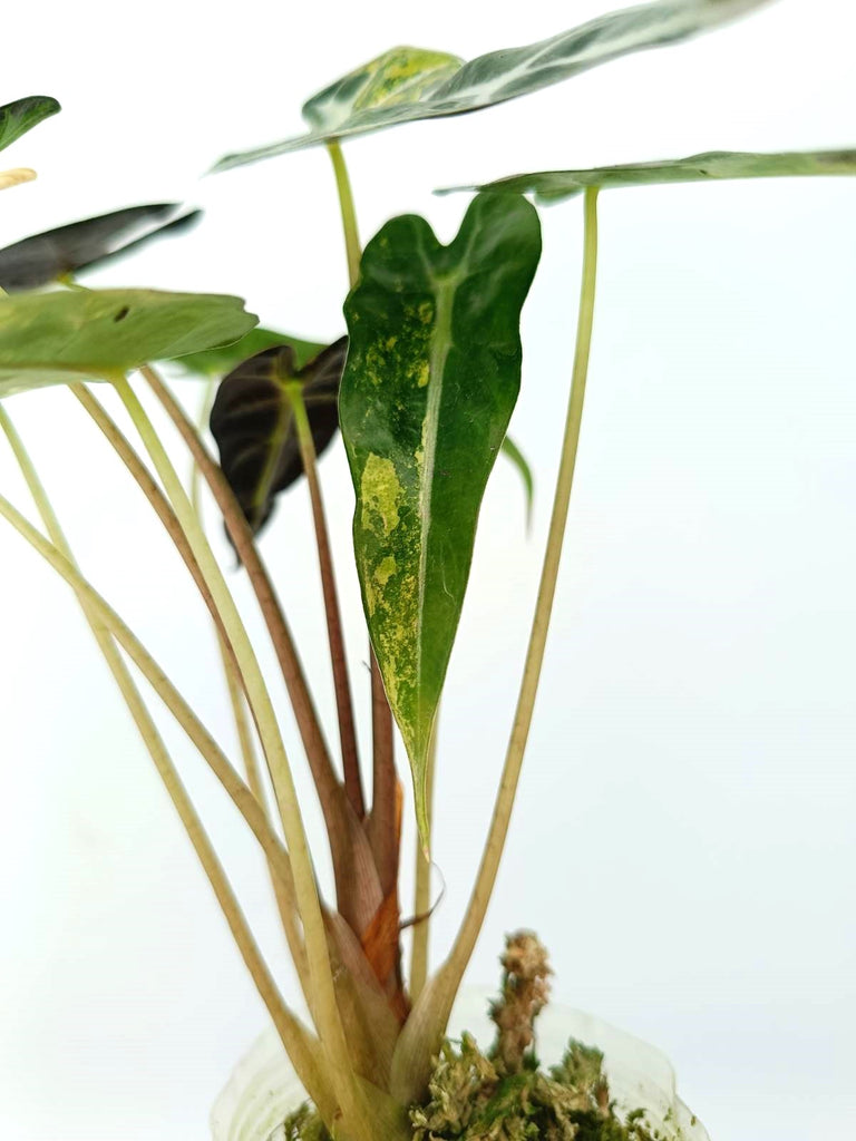 Alocasia bambino variegata aurea