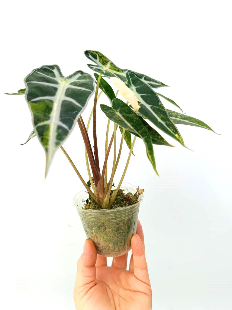 Alocasia bambino variegata aurea