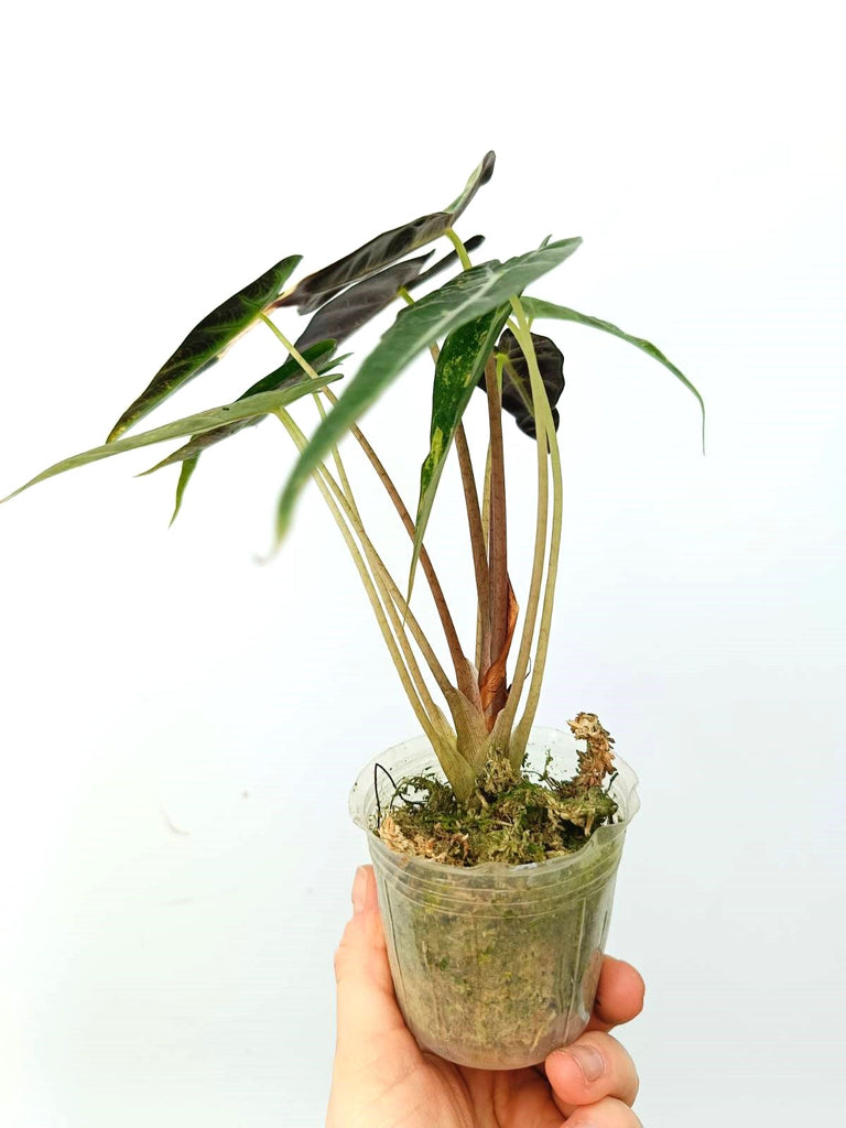 Alocasia bambino variegata aurea