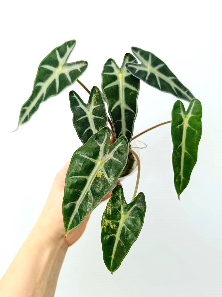 Alocasia bambino variegata aurea