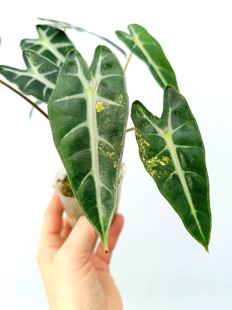 Alocasia bambino variegata aurea