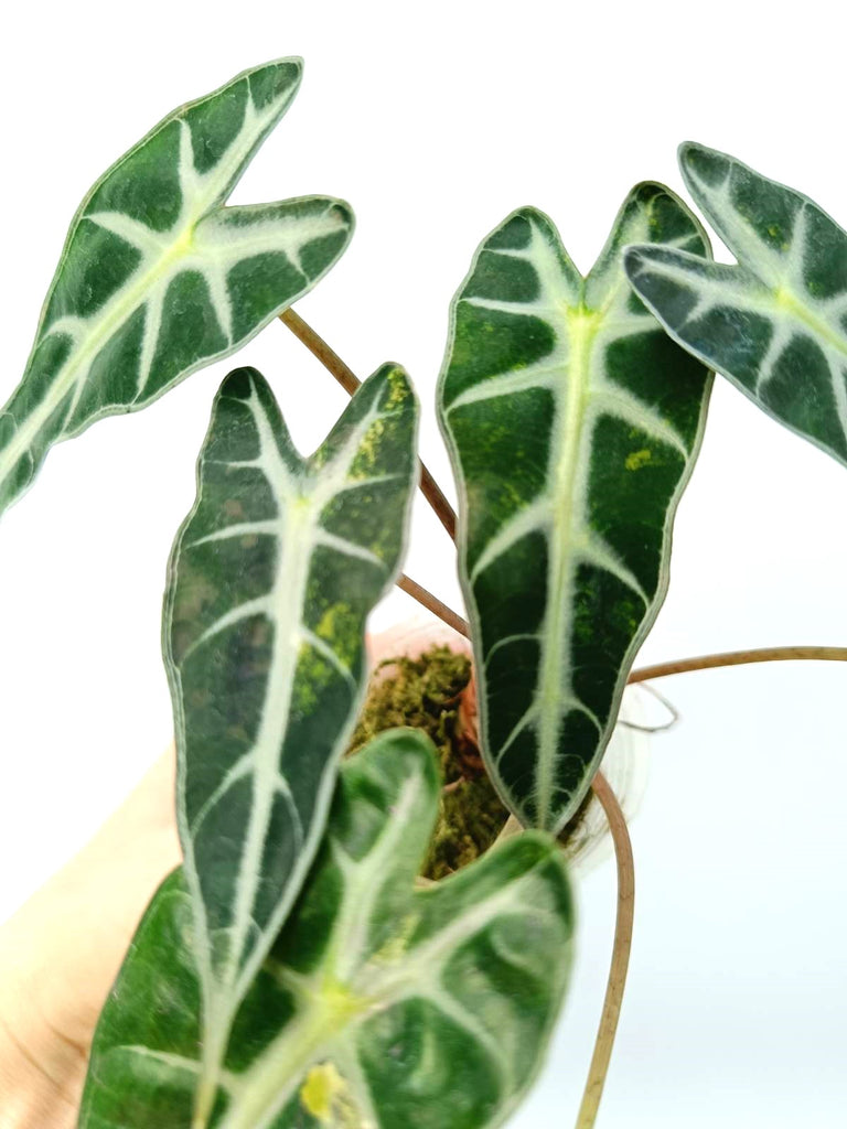 Alocasia bambino variegata aurea