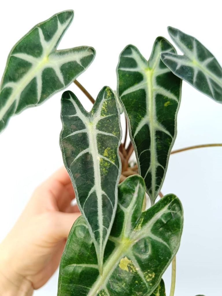 Alocasia bambino variegata aurea