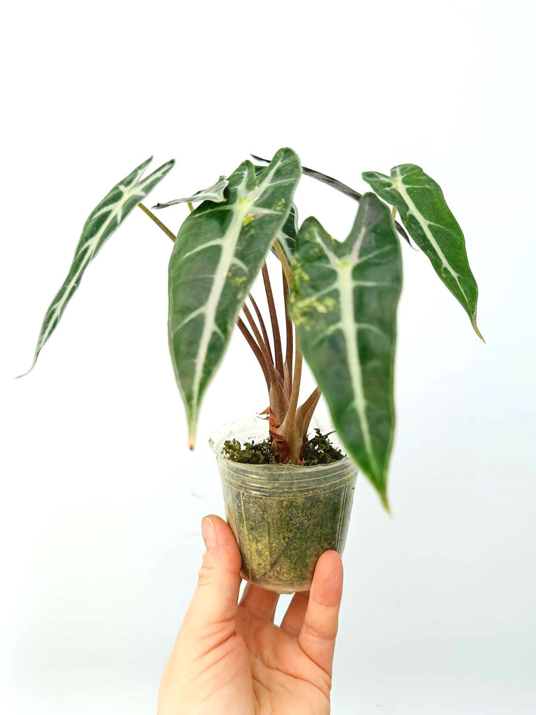 Alocasia bambino variegata aurea