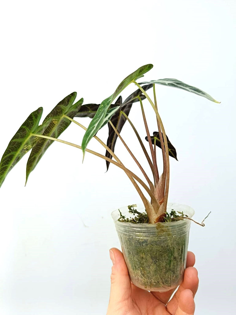 Alocasia bambino variegata aurea