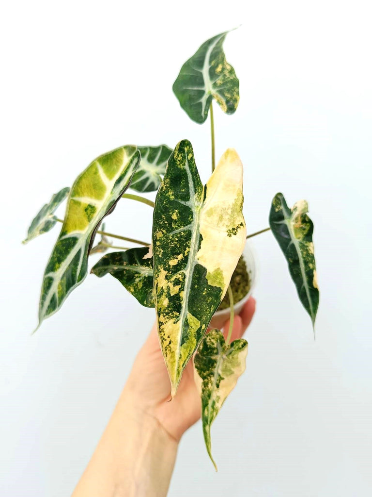 Alocasia bambino variegata aurea