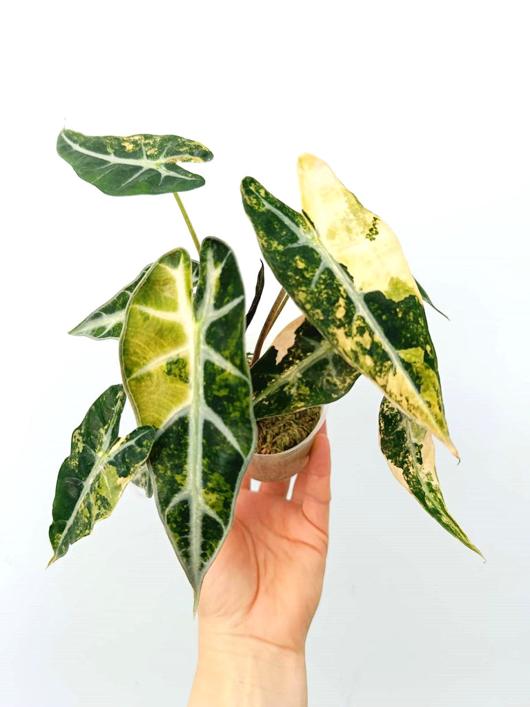 Alocasia bambino variegata aurea