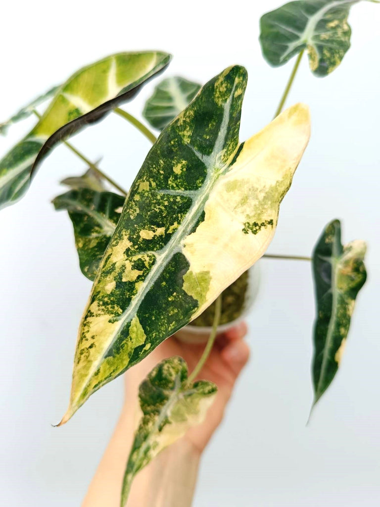 Alocasia bambino variegata aurea