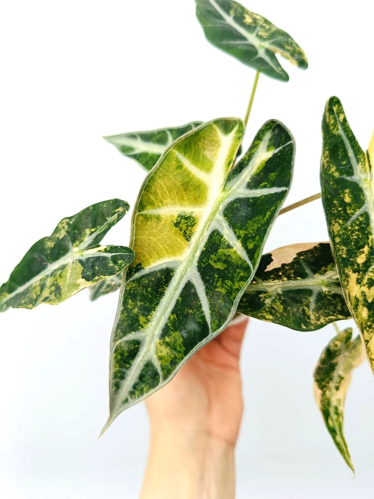 Alocasia bambino variegata aurea