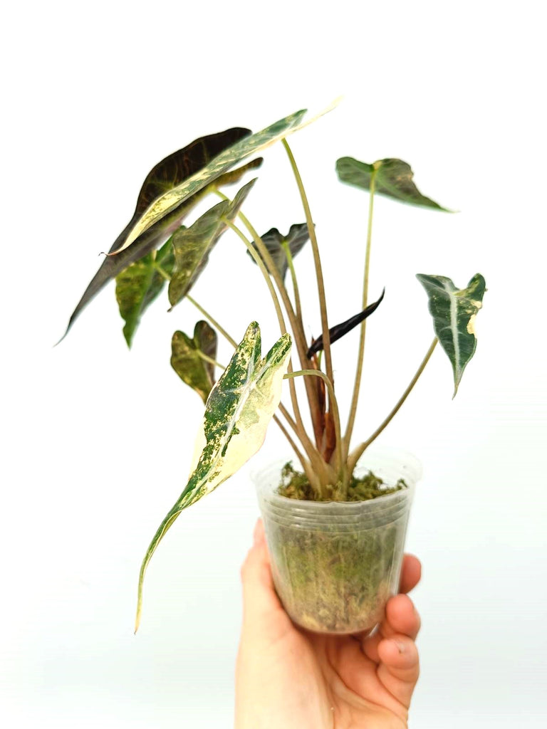 Alocasia bambino variegata aurea