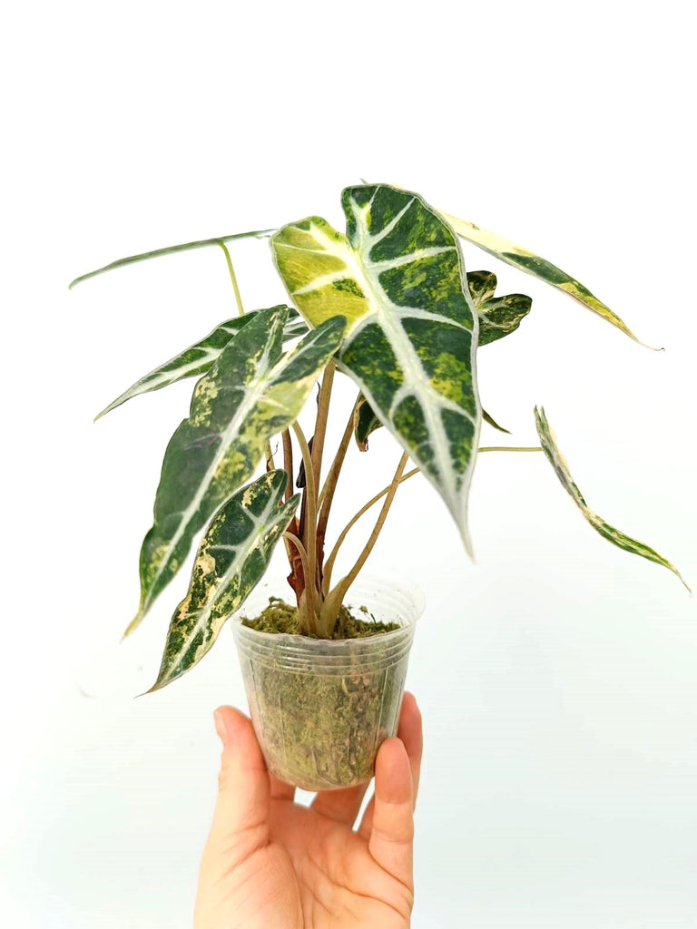 Alocasia bambino variegata aurea