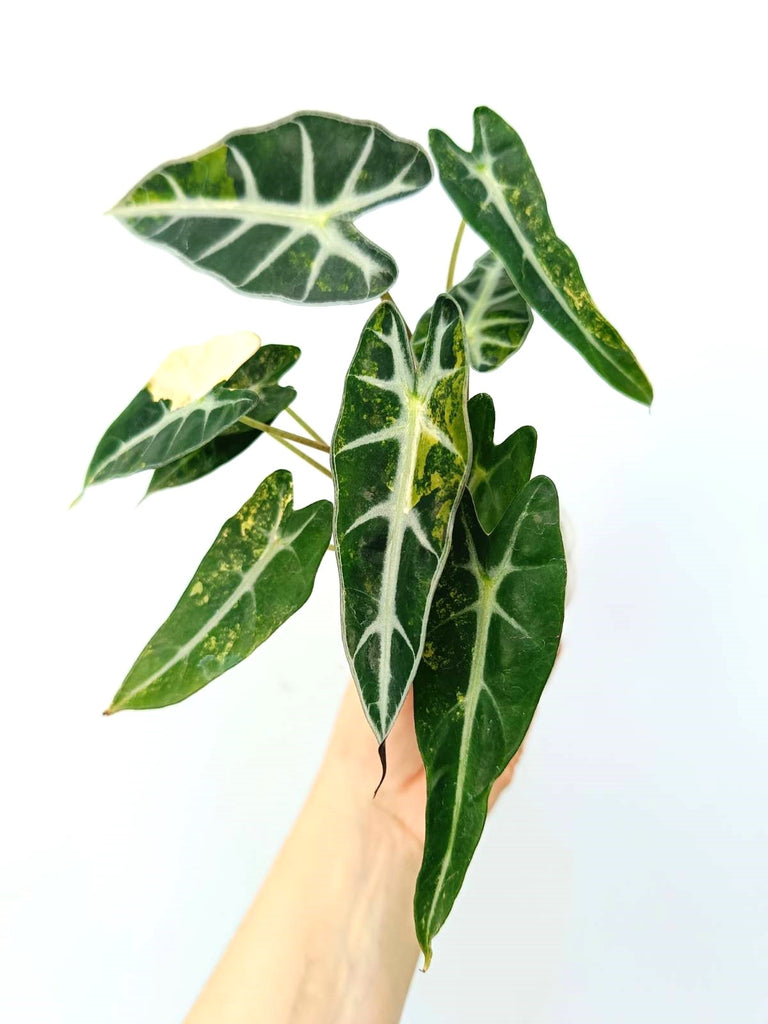 Alocasia bambino variegata aurea