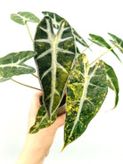 Alocasia bambino variegata aurea