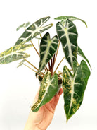 Alocasia bambino variegata aurea