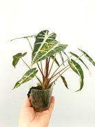 Alocasia bambino variegata aurea