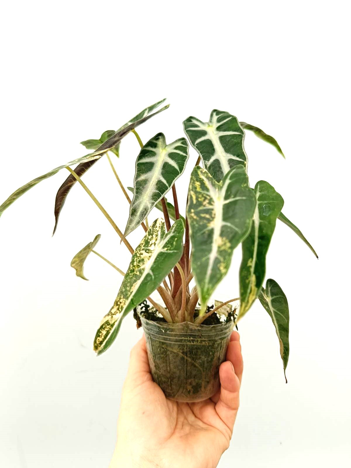 Alocasia bambino variegata aurea