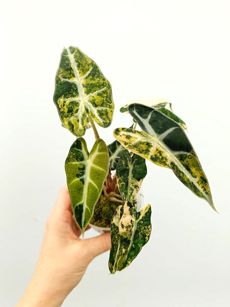 Alocasia bambino variegata aurea