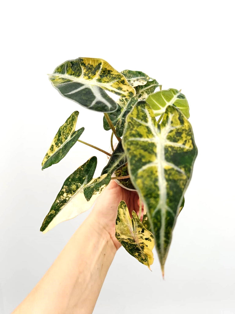 Alocasia bambino variegata aurea