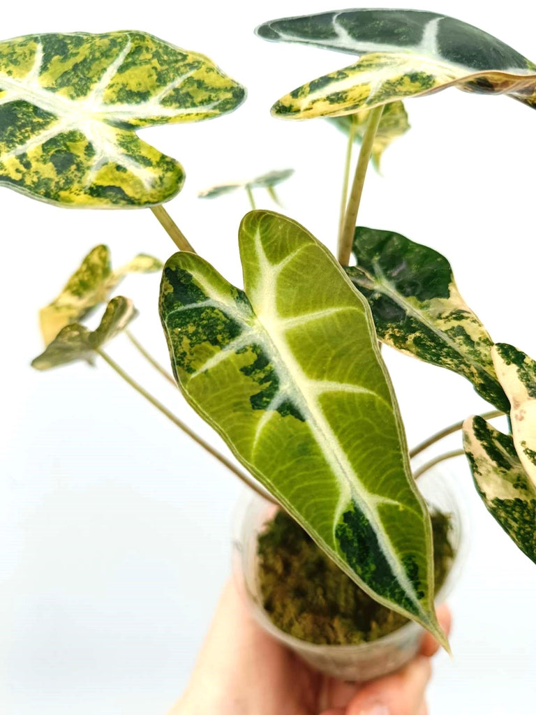 Alocasia bambino variegata aurea