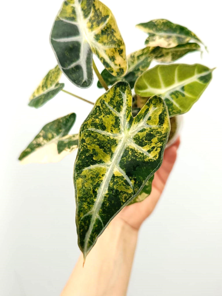 Alocasia bambino variegata aurea