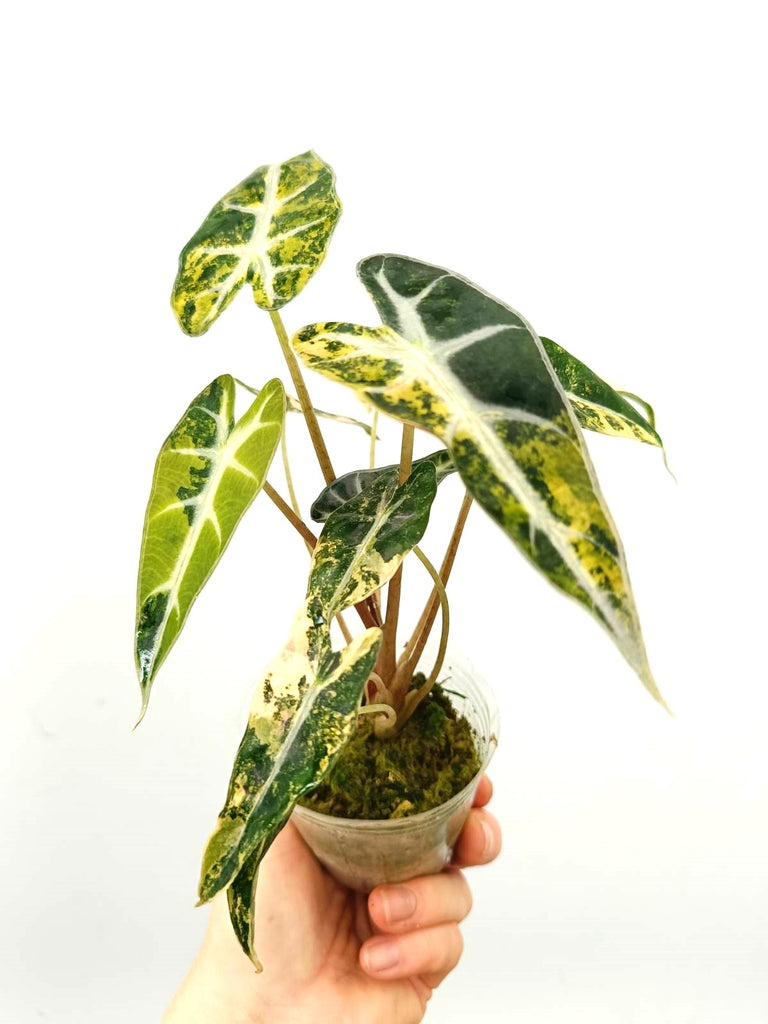 Alocasia bambino variegata aurea