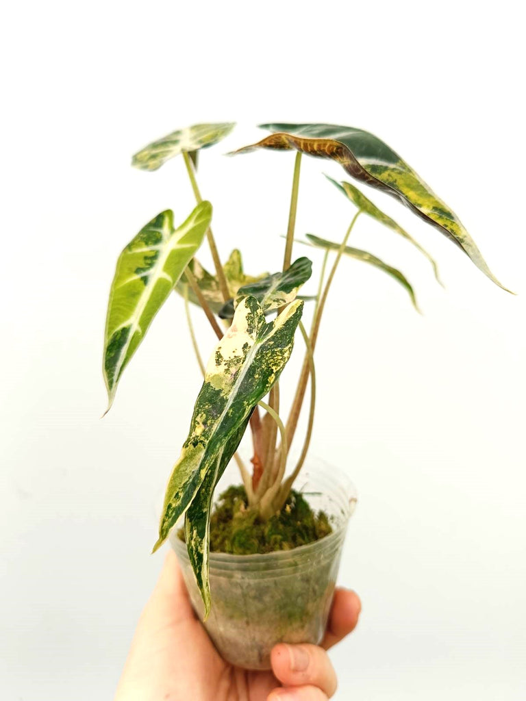 Alocasia bambino variegata aurea