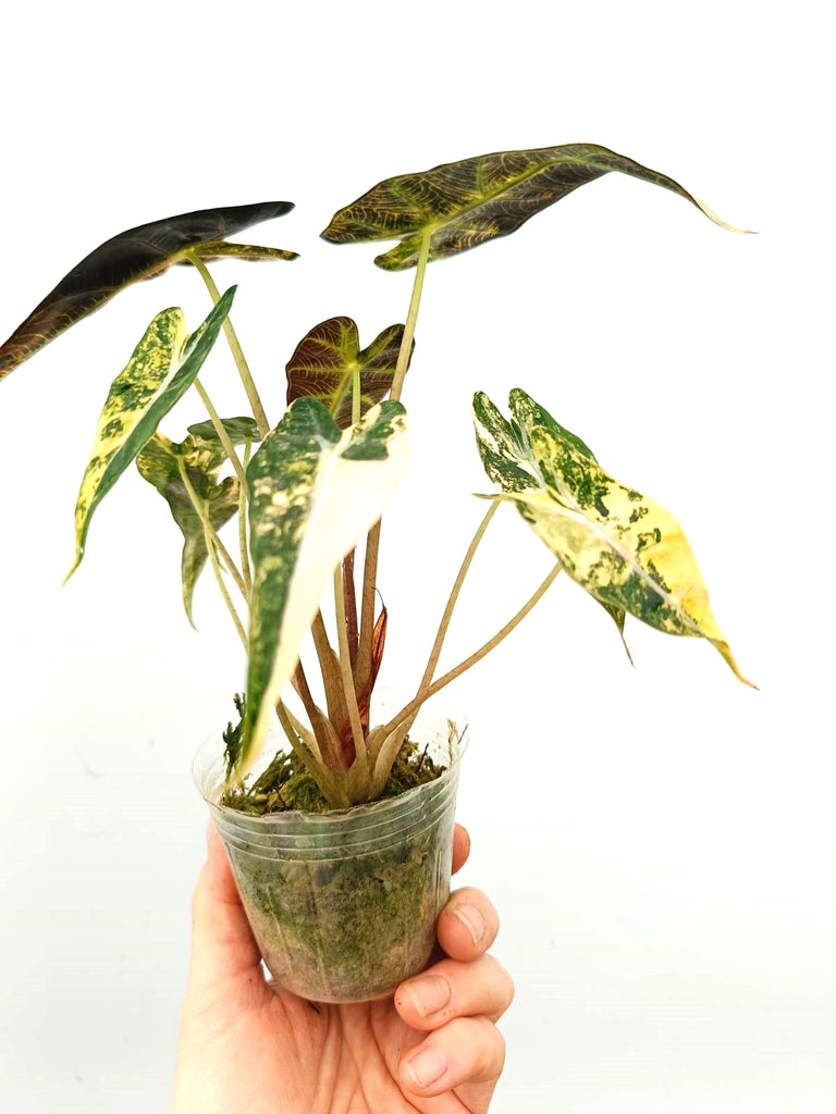 Alocasia bambino variegata aurea