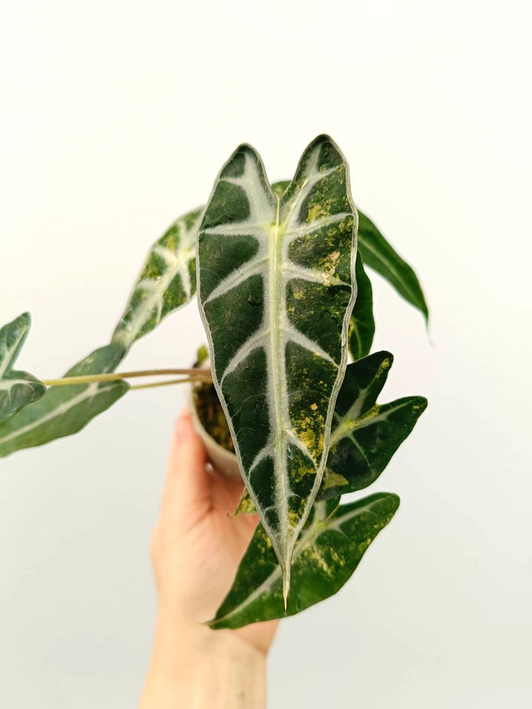 Alocasia bambino variegata aurea