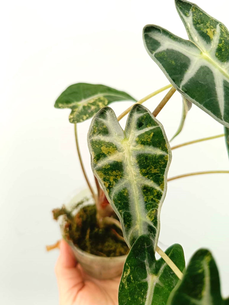 Alocasia bambino variegata aurea