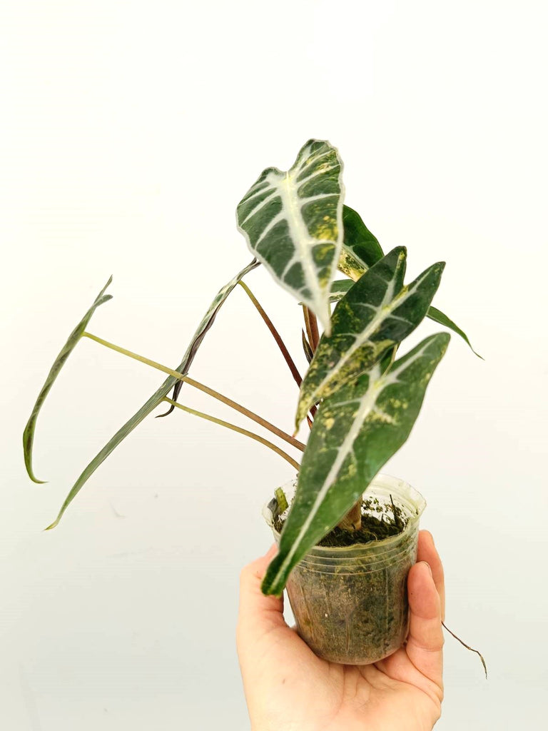 Alocasia bambino variegata aurea