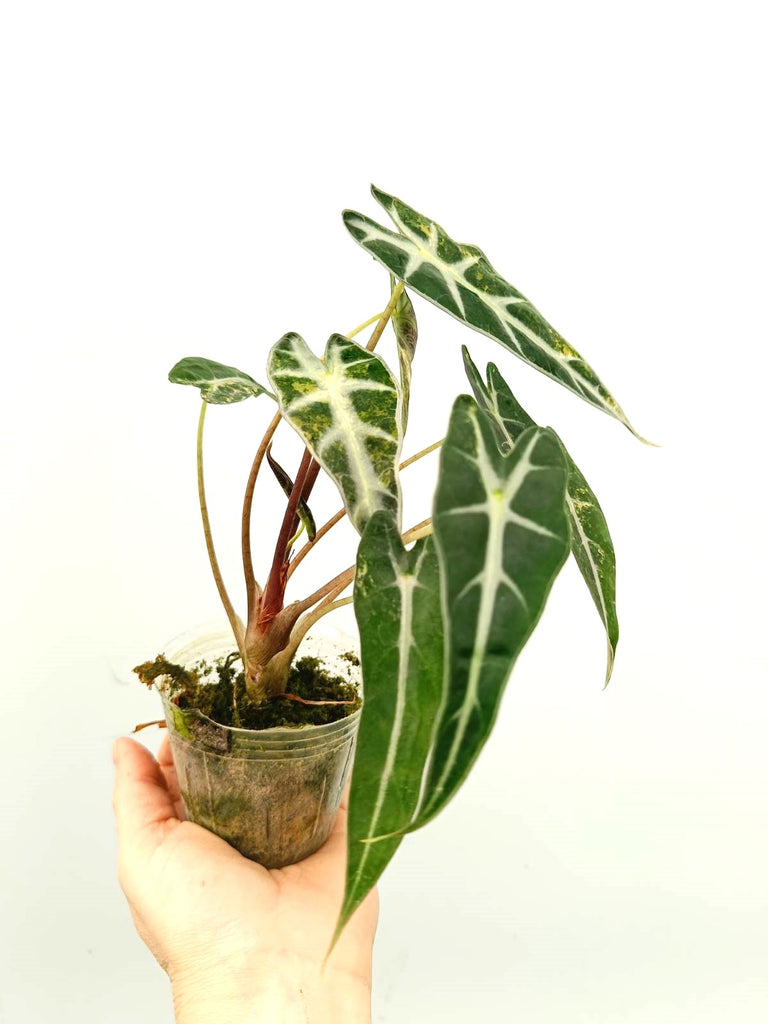 Alocasia bambino variegata aurea