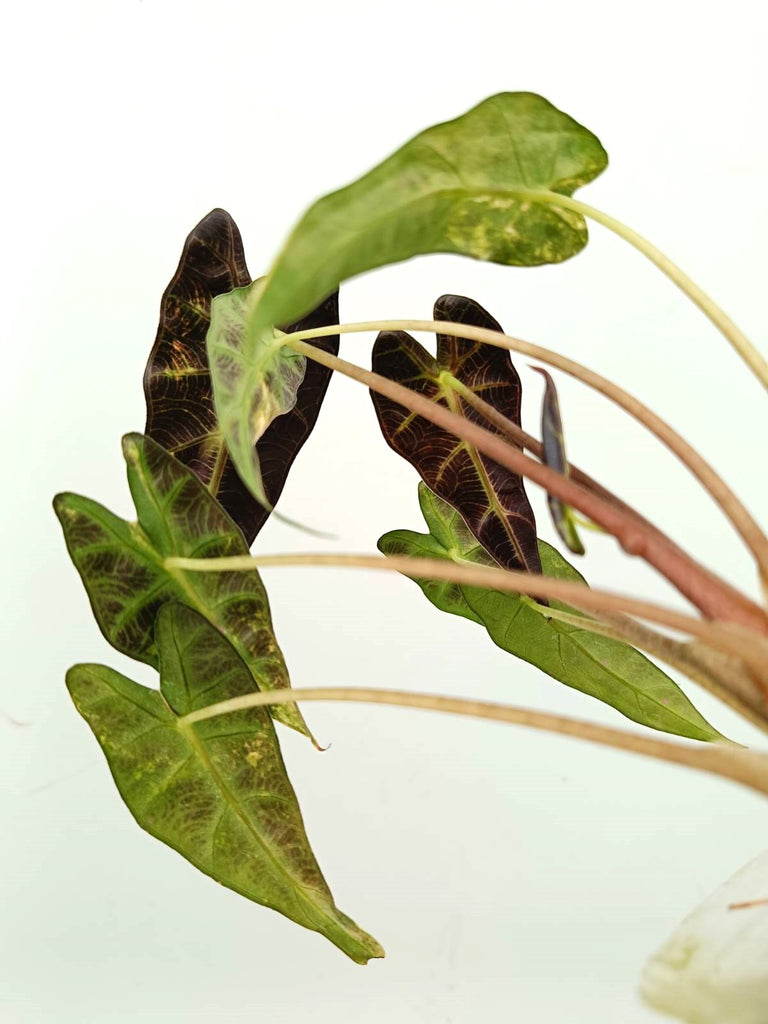 Alocasia bambino variegata aurea