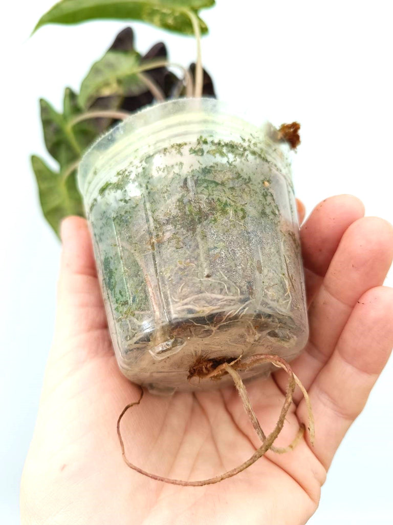 Alocasia bambino variegata aurea