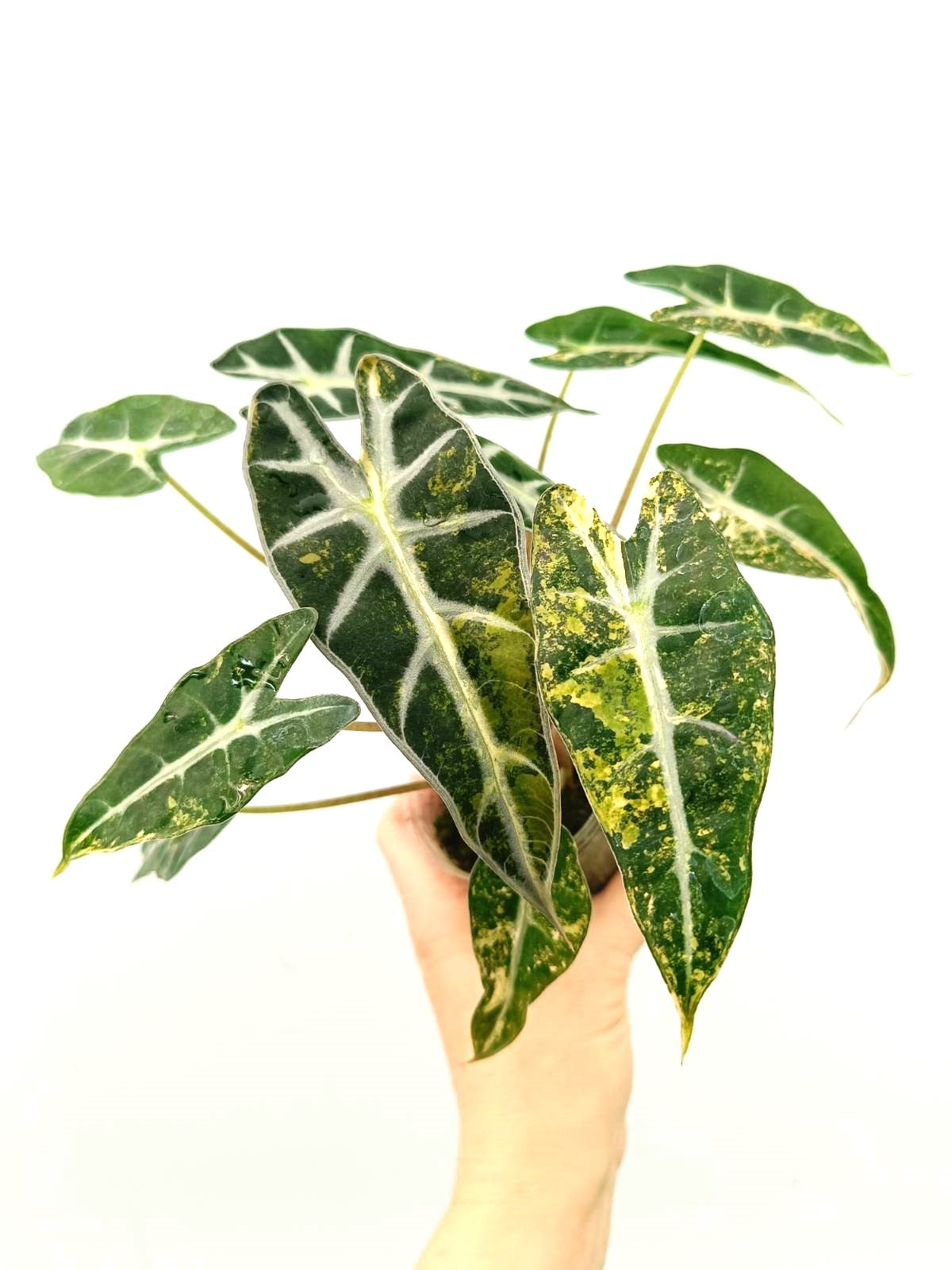 Alocasia bambino variegata aurea