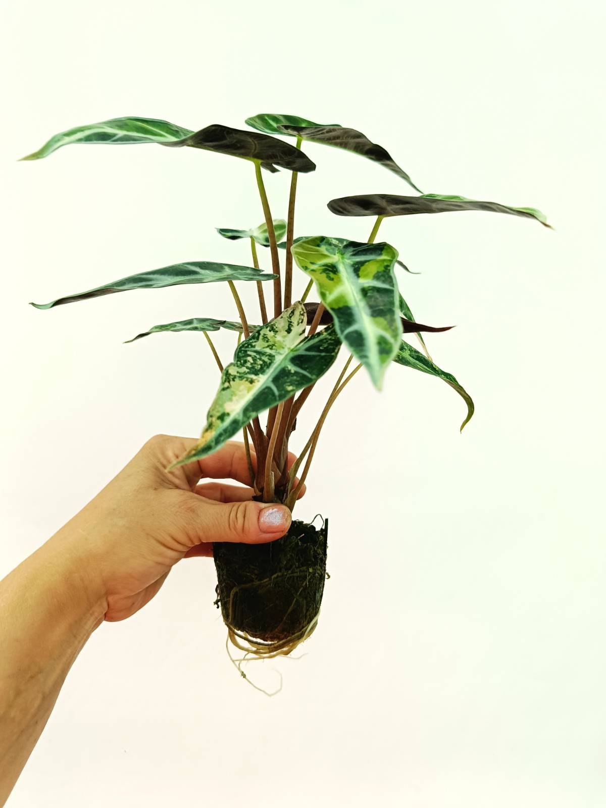 philodendron bambino Alocasia Bambino Variegata Aurea