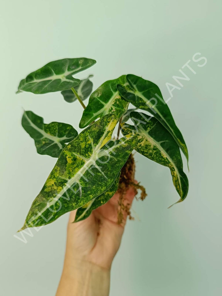 Alocasia bambino variegata aurea