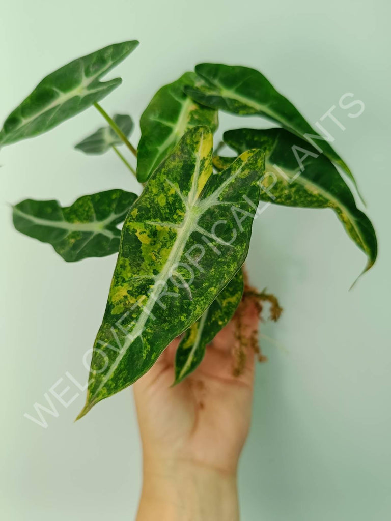 Alocasia bambino variegata aurea