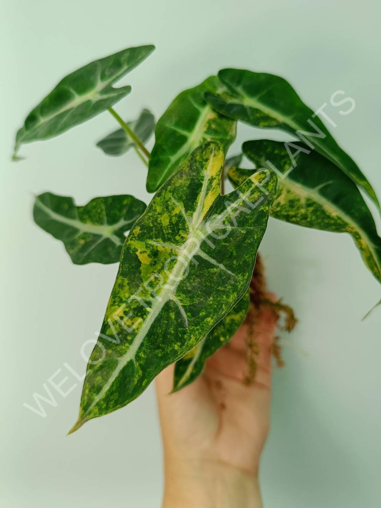 Alocasia bambino variegata aurea