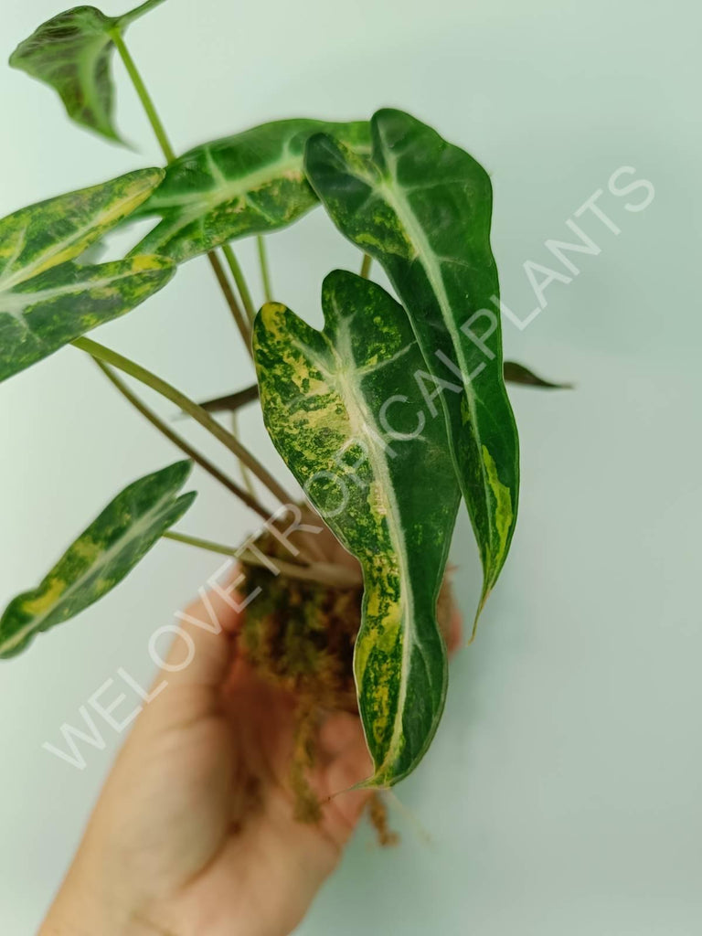 Alocasia bambino variegata aurea