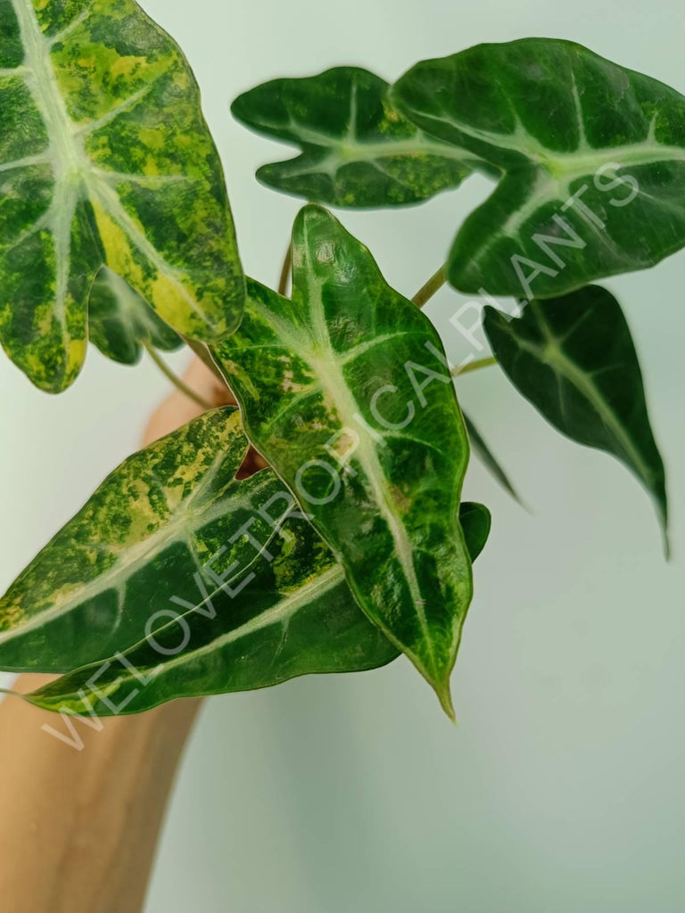 Alocasia bambino variegata aurea