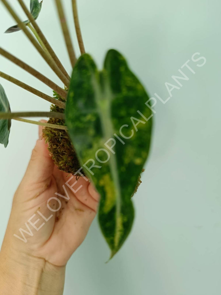 Alocasia bambino variegata aurea