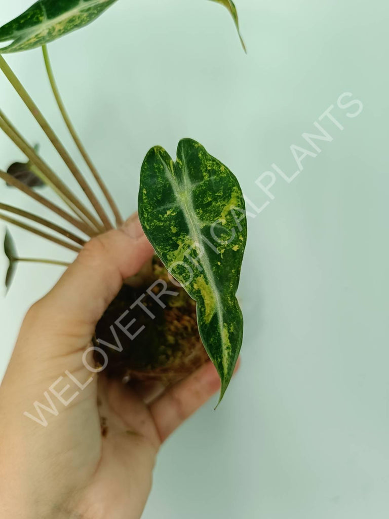 Alocasia bambino variegata aurea