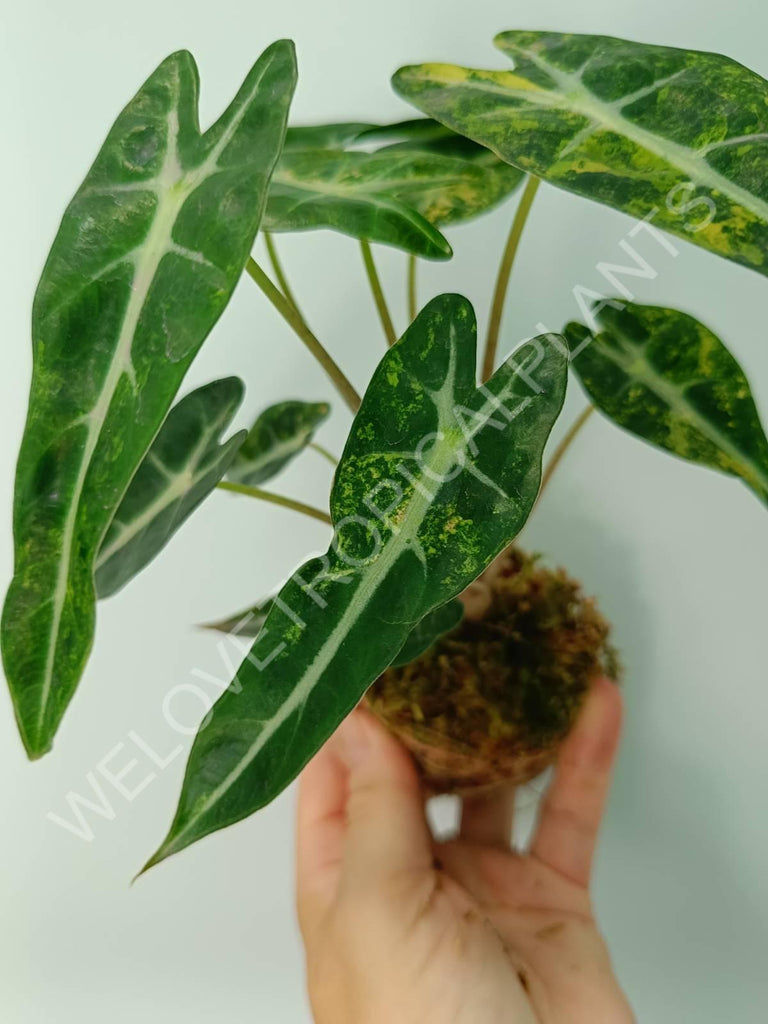 Alocasia bambino variegata aurea