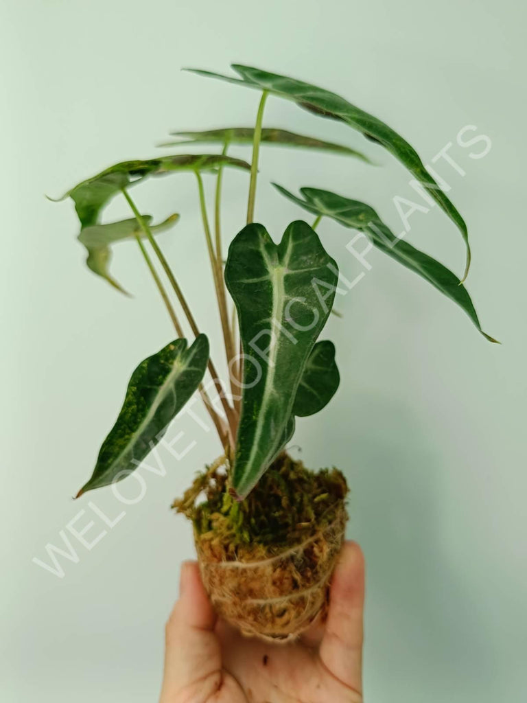 Alocasia bambino variegata aurea