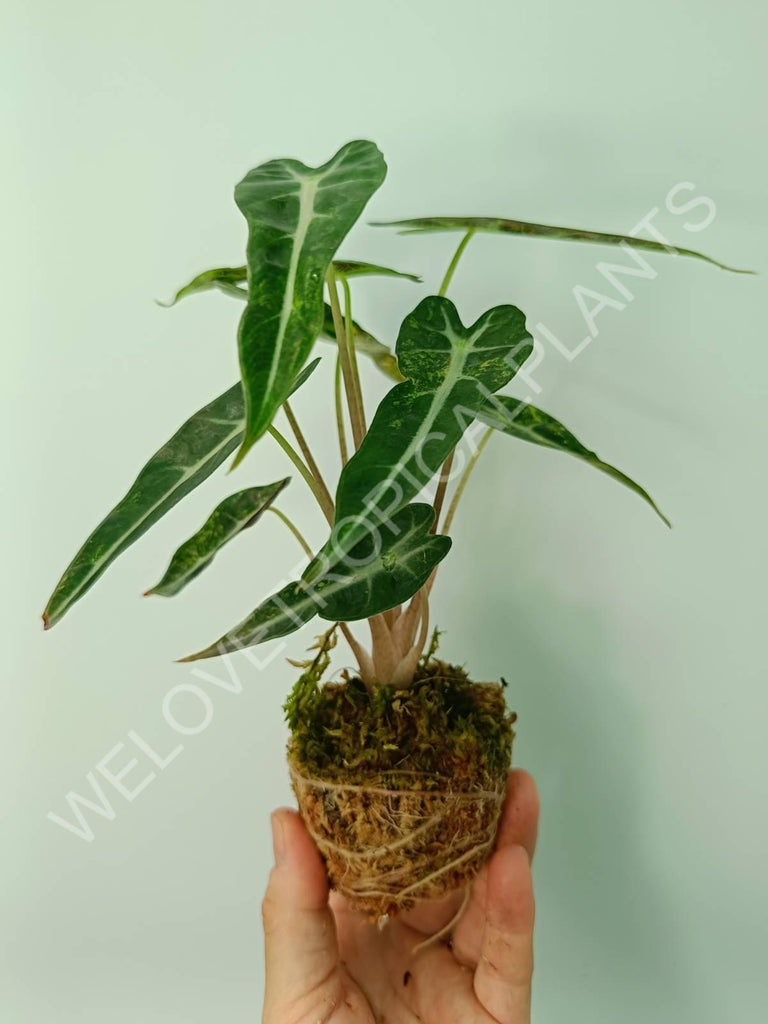 Alocasia bambino variegata aurea