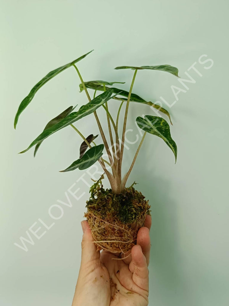 Alocasia bambino variegata aurea