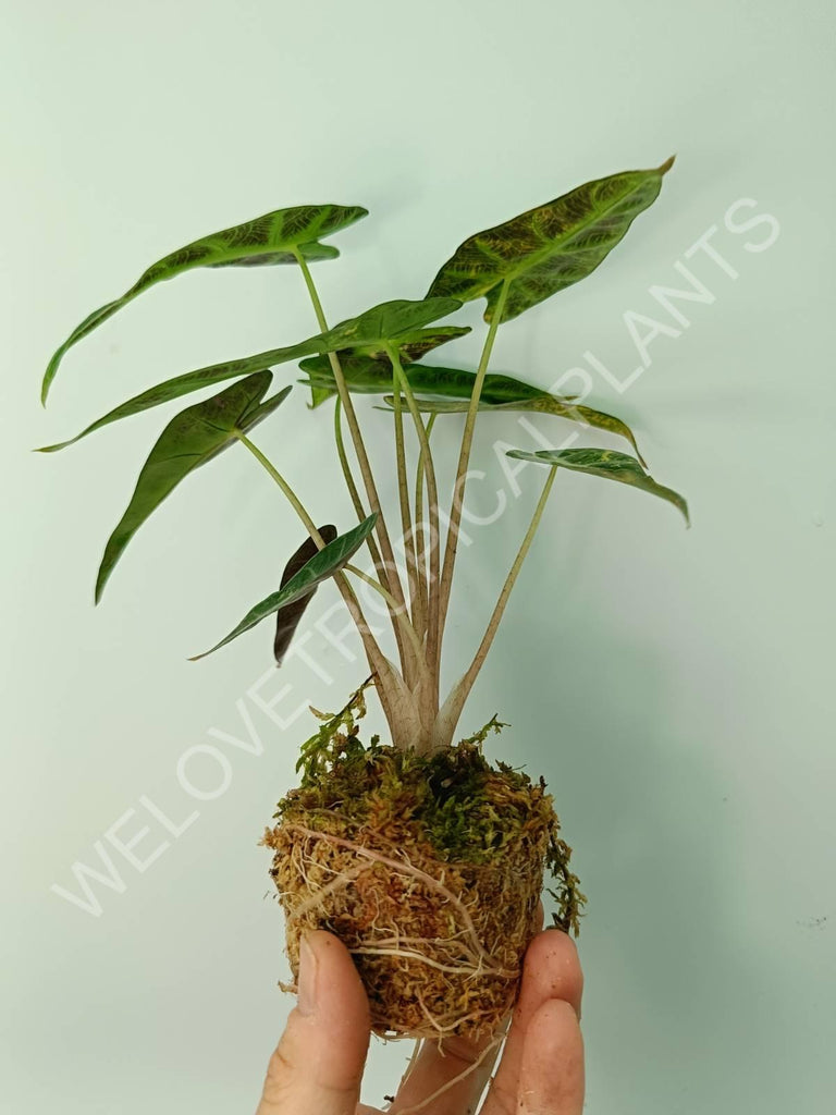 Alocasia bambino variegata aurea